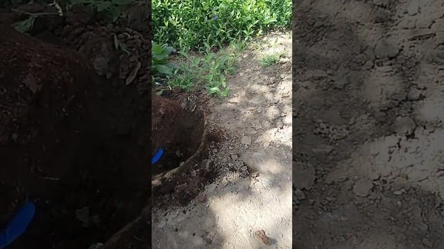 пересадка гортензии в открытый грунт 💚