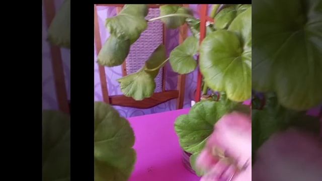 Пеларгония из семян расцвела