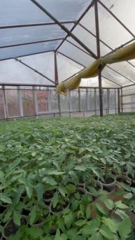 Рассада помидор #garden