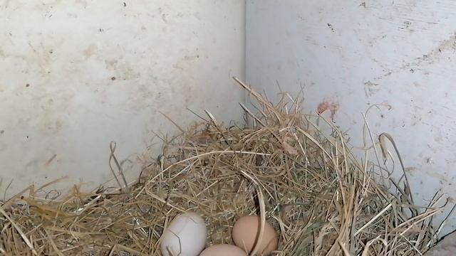 Чем кормлю цыплят. Сколько сегодня яиц.