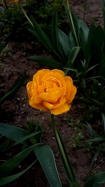 Интересный красивый яркий желтый тюльпан Interesting beautiful