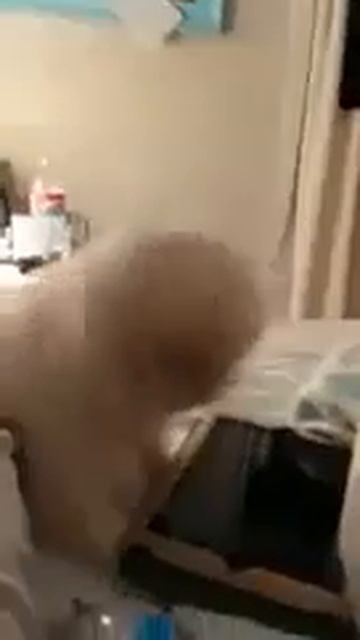 Собака чхає