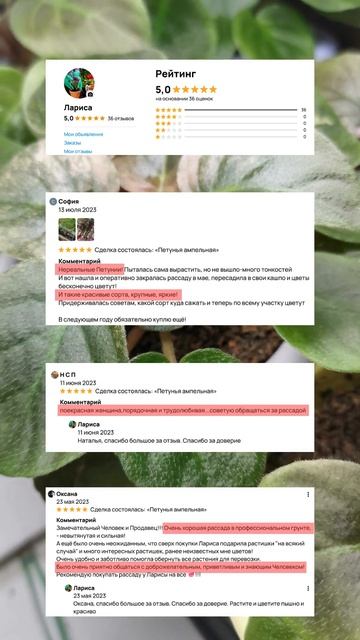 Моя рассада садовых растений