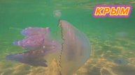 ЗАПАДНЫЙ КРЫМ | КУРОРТ ШТОРМОВОЕ!