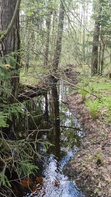 Весенний лес