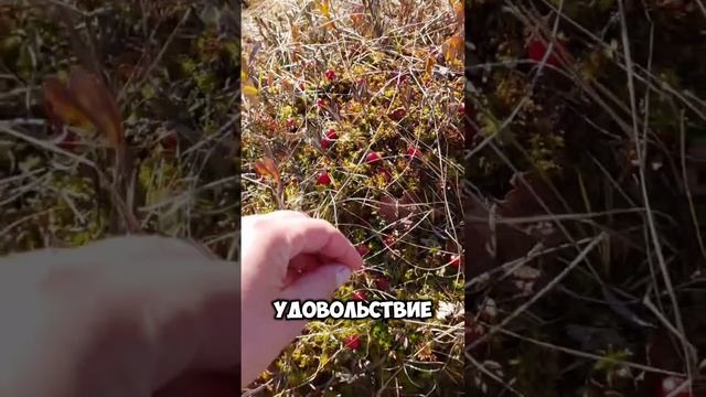 Беговое путешествие