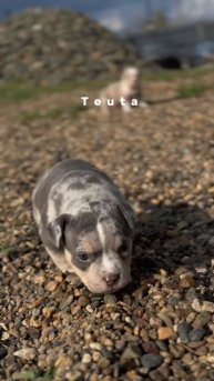 Teuta American bully