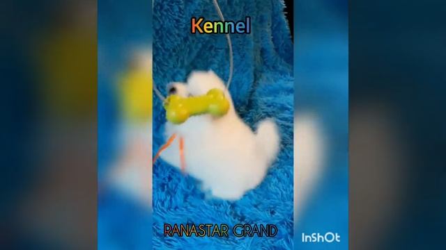 Шпиц японский щенки японского шпица