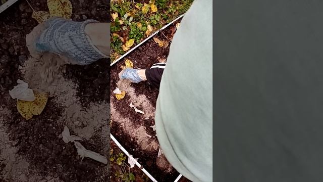 09.10.2024 посадка чеснока