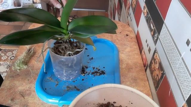 Посадка Фаленопсиса#Почему орхидея погибает после по?