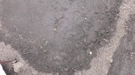 Всходы безрассадных помидоров появились через 10 дней