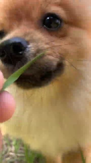Ушиб лапку🐶😔💕