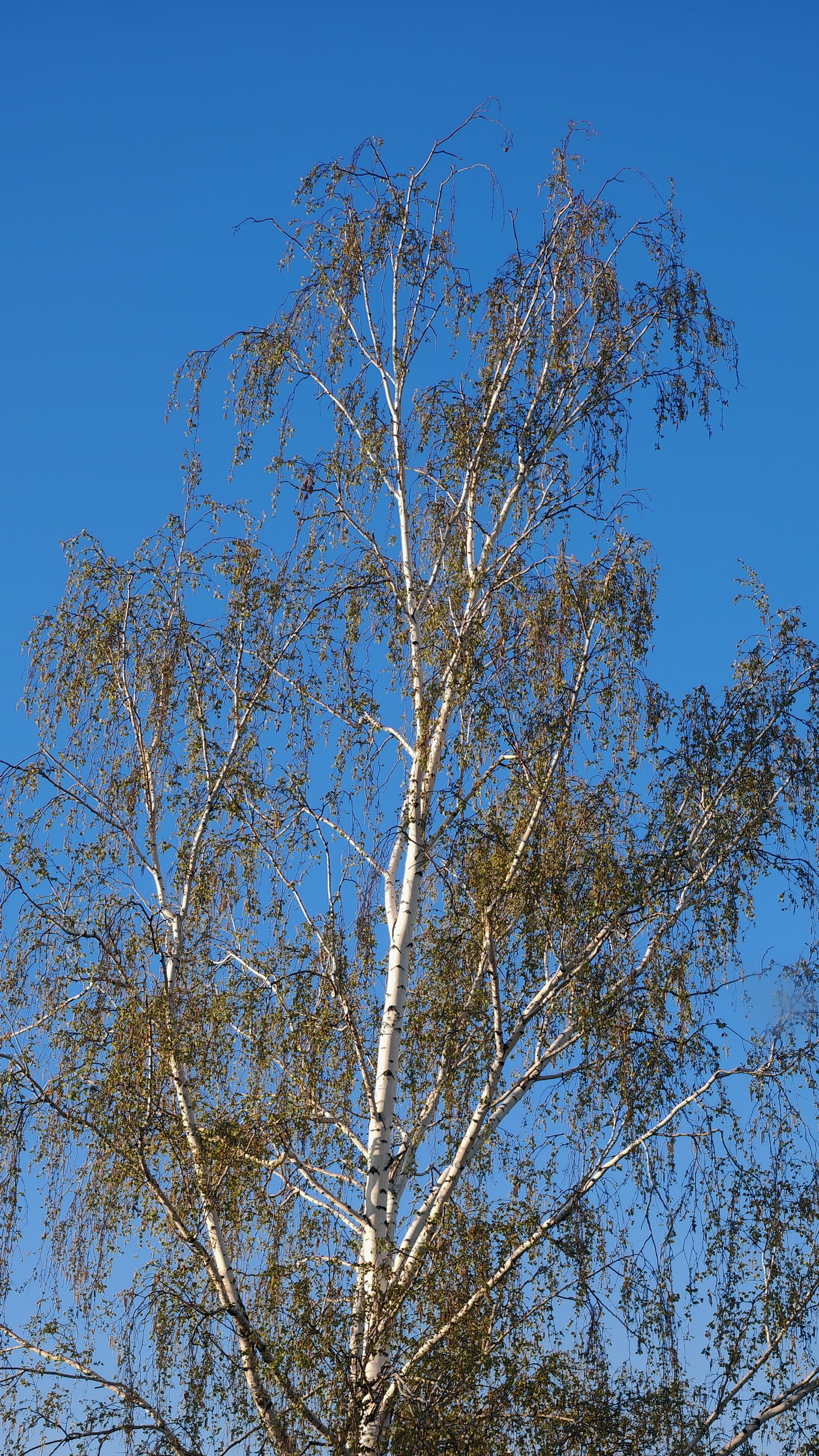 Пусть каждое утро будет добрым ☀️