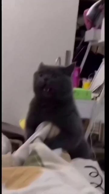 VID-20241122-WA0000