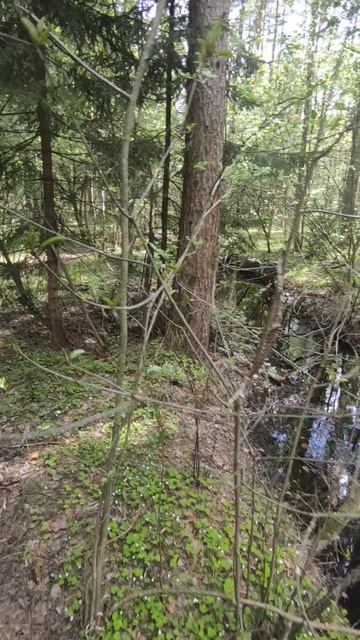 Весенний лес