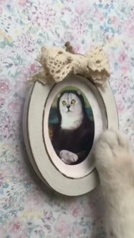 Мечты сбываются! Главное верить #shorts #shortvideo #funny #cat