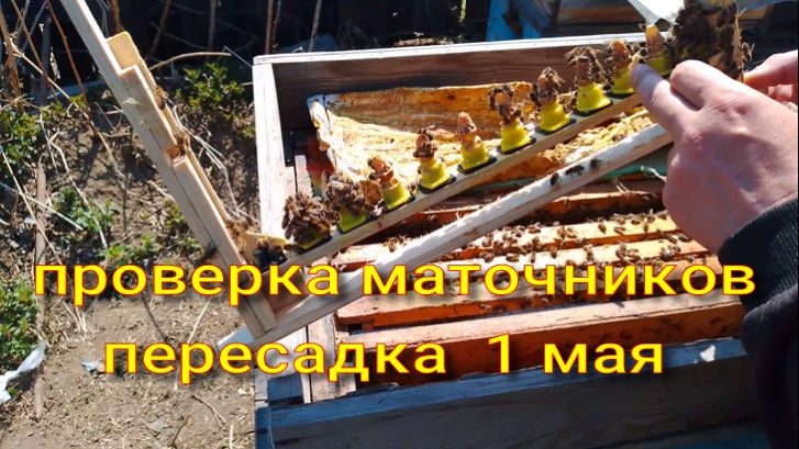 проверка маточников прививка от 1 мая 2025 г.