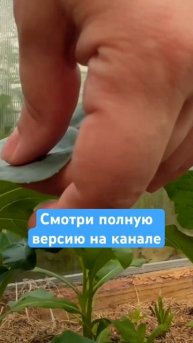 #брокколи в теплице на мульче растут как лопухи #дача #?