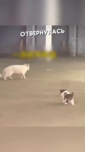 Клип @mem_archive