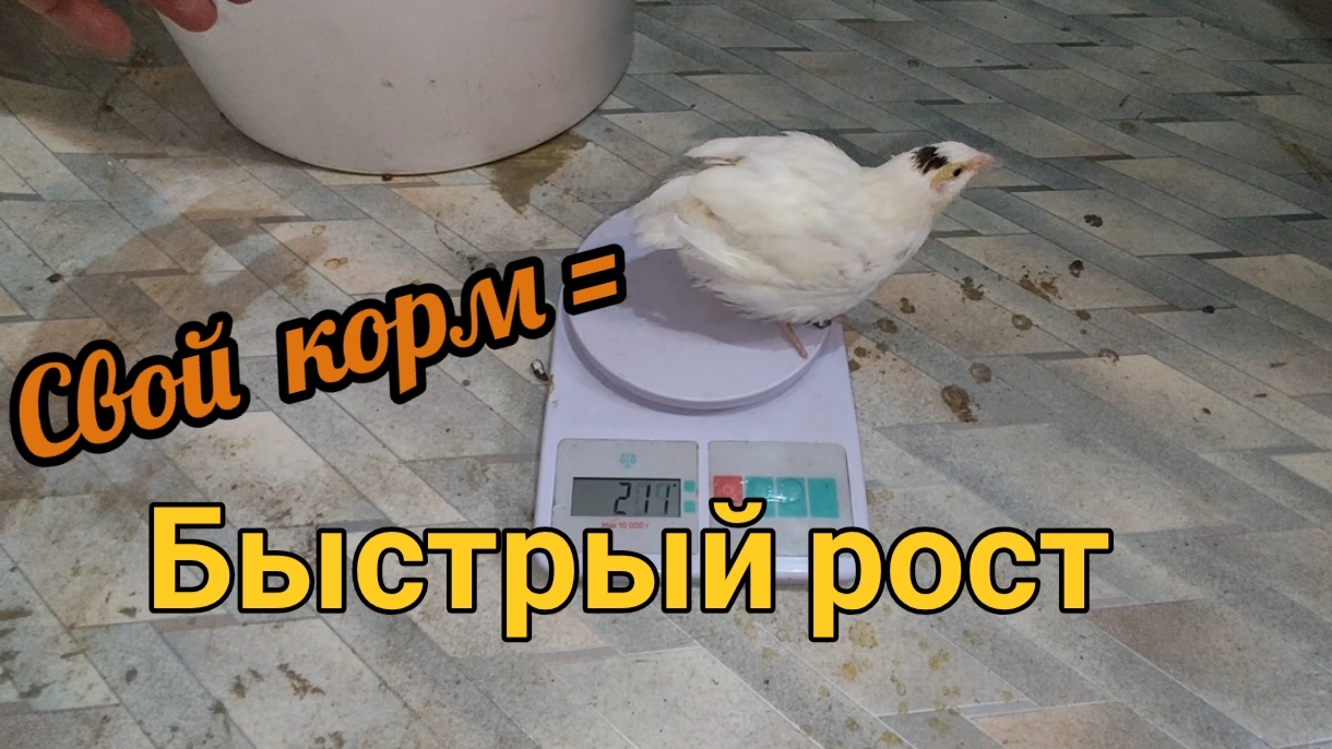 Перепёлки на своём корме: +100 г за 10 дней! Честный отчет и взвешивание