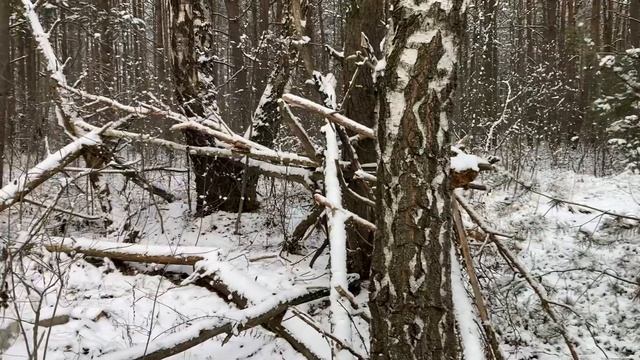 Первый снежный день в лесу