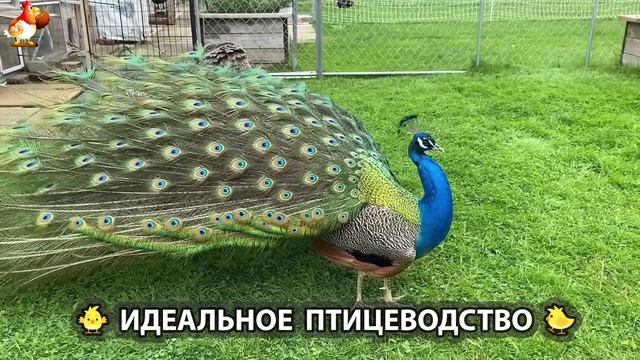 Идеальное птицеводство достойно восхищения 🐓🦆🦢🦚🦃🐔 эпизод (174)