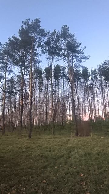 Парк и сосны поздней осенью