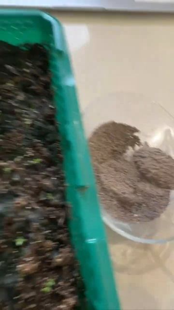 Рассада эустомы. Часть 2