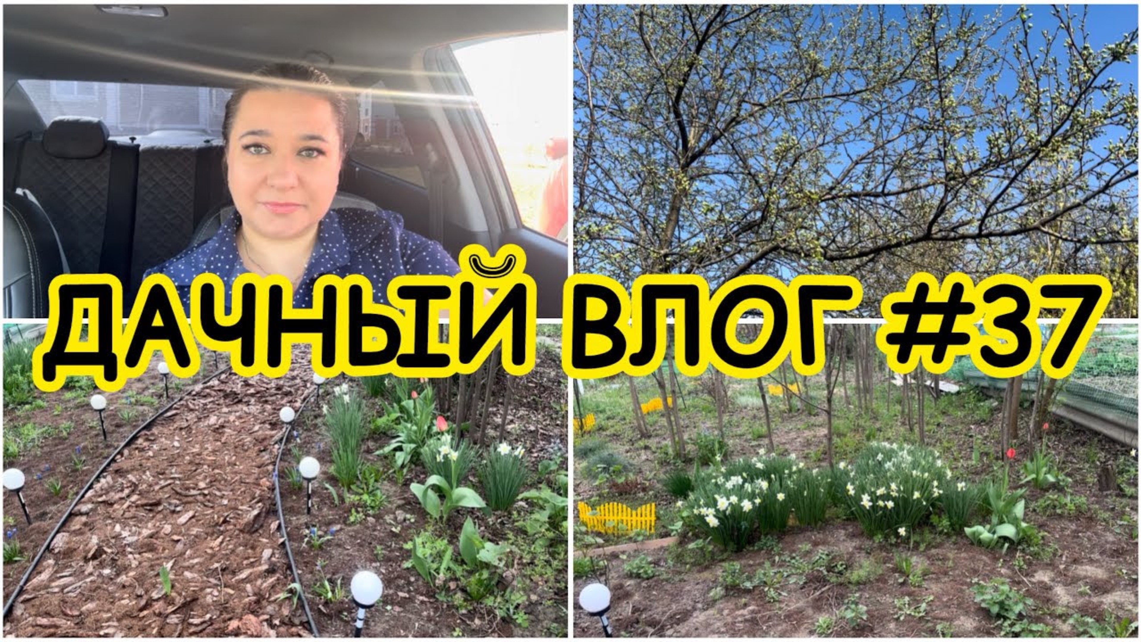 🏡 ДАЧНЫЙ ВЛОГ #37: ПЕРВЫЕ РАБОТЫ В САДУ - ПРОПОЛКА И УБОРКА / ЦВЕТЕНИЕ НАРЦИССОВ ТЮЛЬПАНОВ МУСКАРИ