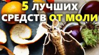 Моль исчезнет навсегда! 5 простых способов, которые работают даже в старом шкафу