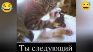 ДРУЖБА ДРУЖБОЙ .. А СОСИСКИ ВРОЗЬ