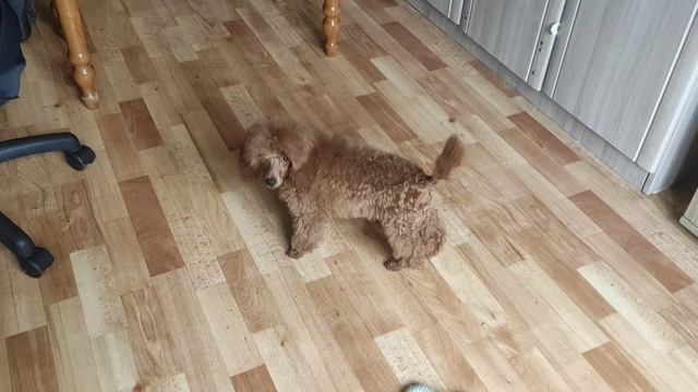 VID_20250503_105244(0).mp4