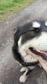 хасечка