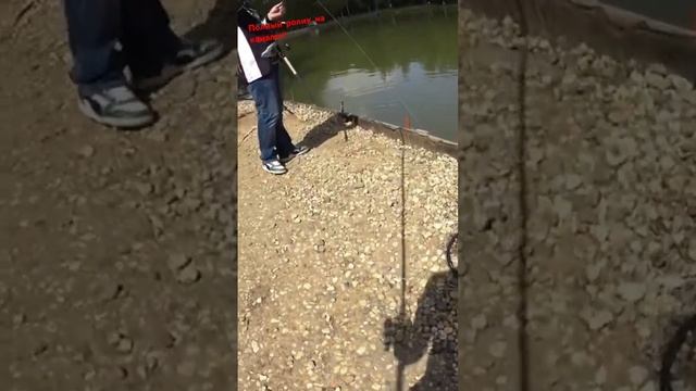 Ловля осетра, осетр на малька!!! Рыбалка!) #рыбалка #fishing