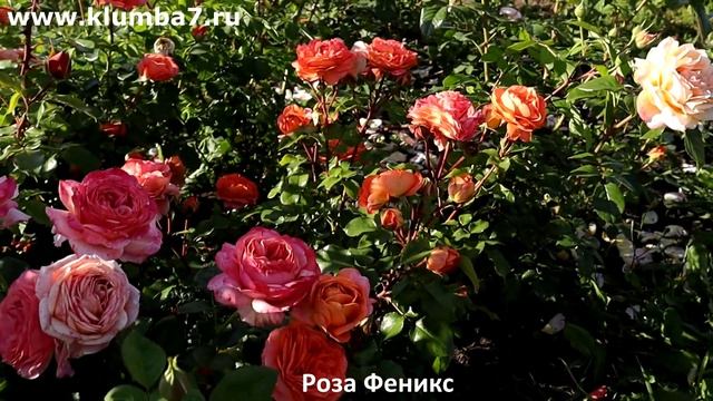 Эти розы станут яркими огнями вашей клумбы! Обильное ц