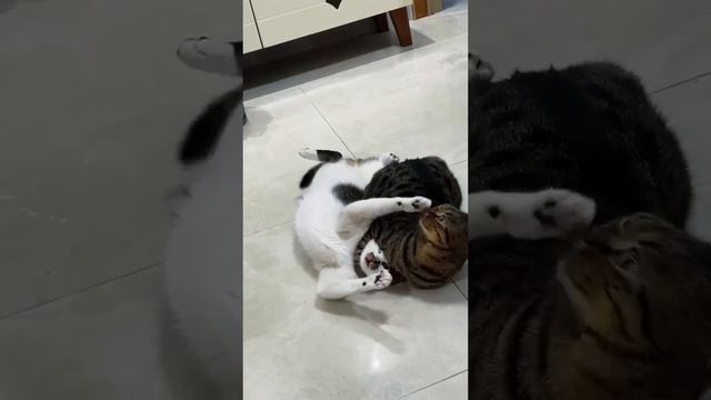 коты рукопашники 😂