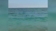 Туристов на одном из самых популярных курортов Турции распугала двухметровая акула