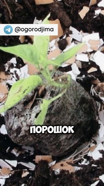 Яичная скорлупа Лучшая Подкормка #дача #огород #прикор