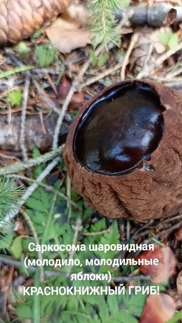 Очень интересная лесная находка