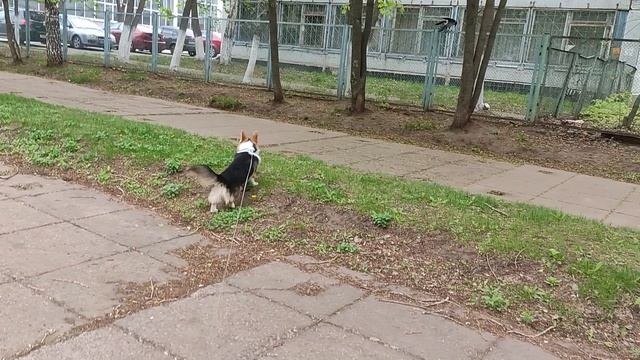 Ворона давай дружить? Не улетай пожалуйста гав