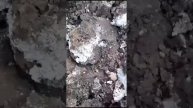 Применение мульчи в саду
