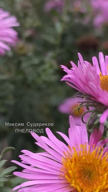Лучший Осенний Медонос для пчёл!