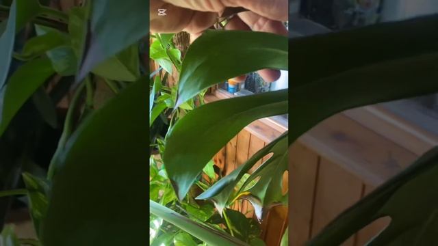 Стоит немного подождать. Комнатные растения в феврале