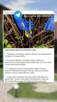 Только опытные садоводы знают этот секрет при посадке