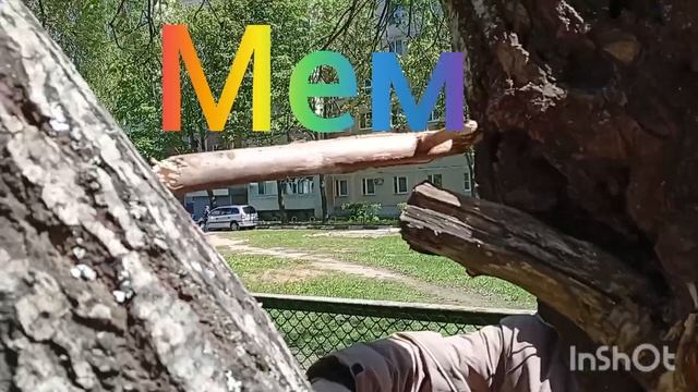 МЕМ""ЭТО ПАЛКА ДЛЯ КОРМУШКИ