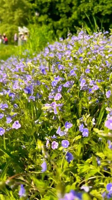 Сиреневые малютки #shots #relaxing #природа #nature #цветы #flowers #к