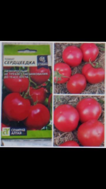 помидоры от Семена Алтая