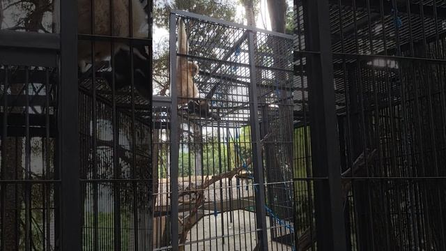 Ялта зоопарк🐒🐵