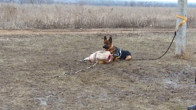 цер с левицкой