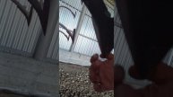 Культиватор
КСО 12,6 экспресс-обзор от Виталия Белоглазова
